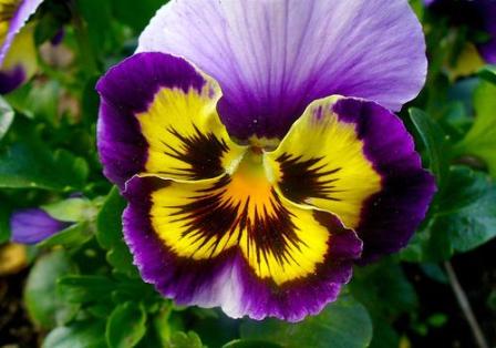 Los pensamientos y las violetas son uno de los muchos ejemplos de plantas hermafroditas